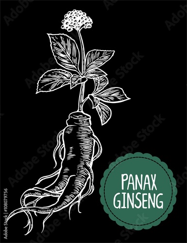 Root and leaves panax ginseng. Vector engraving vintage illustration of medicinal plants. Biological additives are. Healthy lifestyle. For traditional medicine, gardening. Black background.