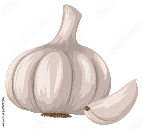 Fresh garlic on white background