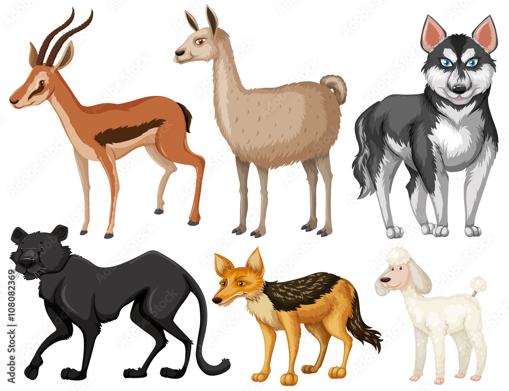 Different kind of wildlife Different kind of wildlife