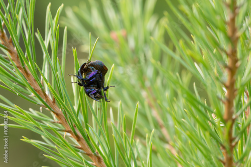 Dor beetle stuck on pine needle