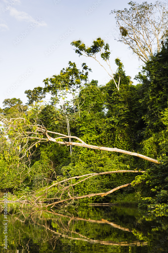 Fototapeta premium trees along river