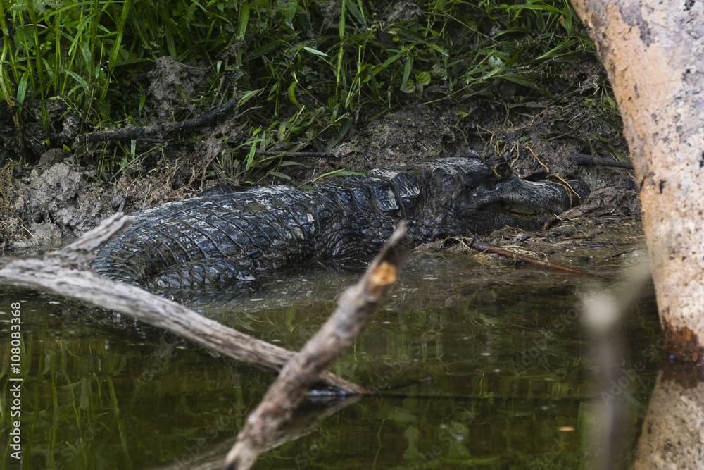 caiman resting on the shore