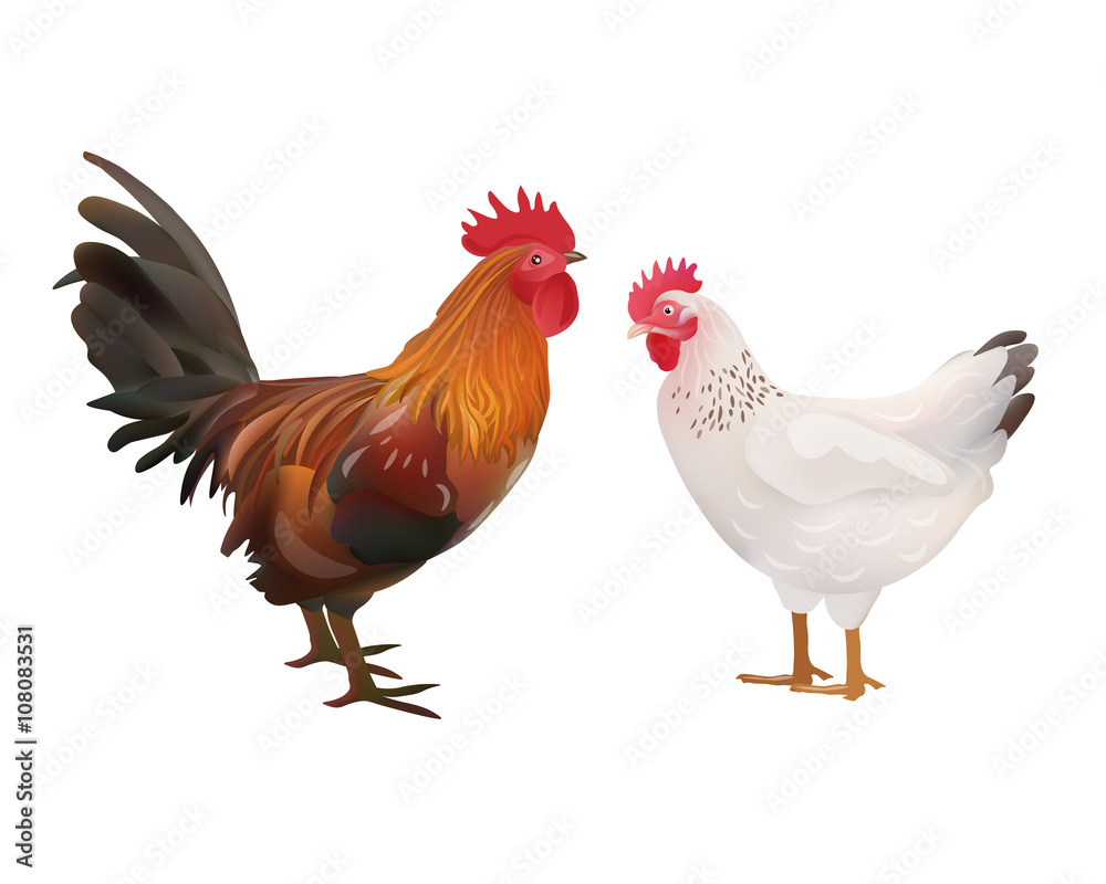 Fototapeta premium Realistic Rooster and Hen Picture. Vector Illustration or Icon