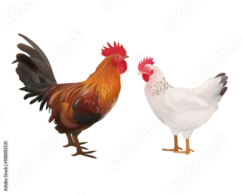 Realistic Rooster and Hen Picture. Vector Illustration or Icon