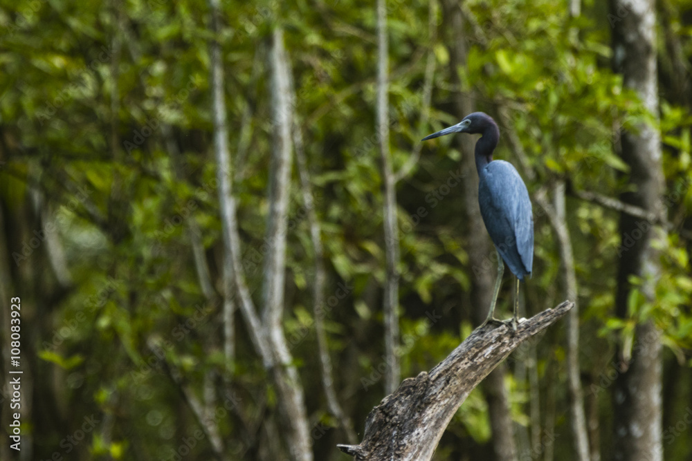 Fototapeta premium blue heron on tree trunk