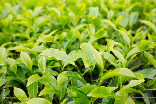 Tea bushes mountain plantation Cameron Highland, Malaysia © Stanislav Komogorov