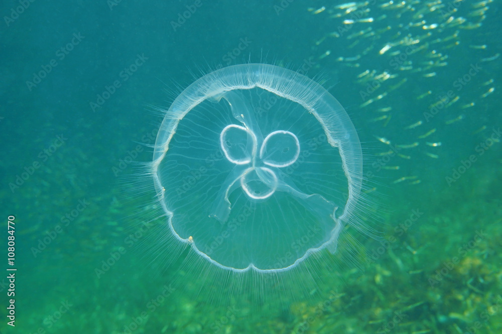 Obraz premium A moon jellyfish, Aurelia aurita, underwater in the Caribbean sea