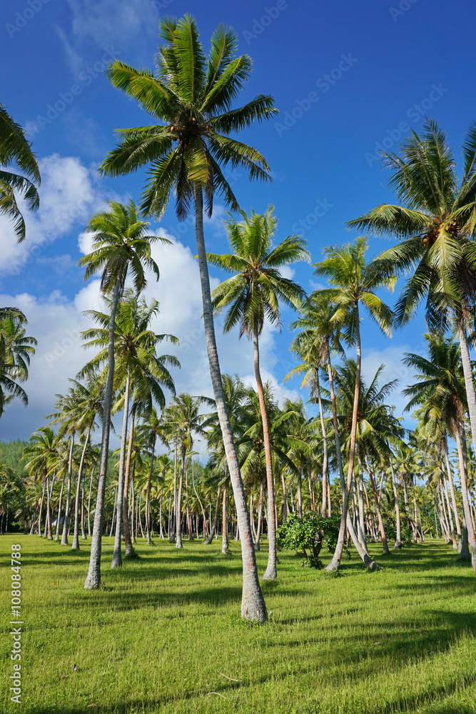 Plantation of coconut palm trees on grassy ground, Huahine, Leeward Islands, French Polynesia