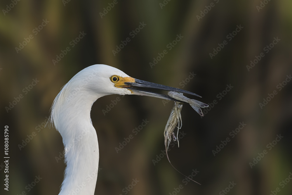 Shrimp Skewered - A Snowy Egret with skill and stealth captures a shrimp in the waters of a tidal basin of Bald Head Island, South Carolina. Shrimp Skewered - A Snowy Egret with skill and stealth captures a shrimp in the waters of a tidal basin of Bald Head Island, South Carolina.