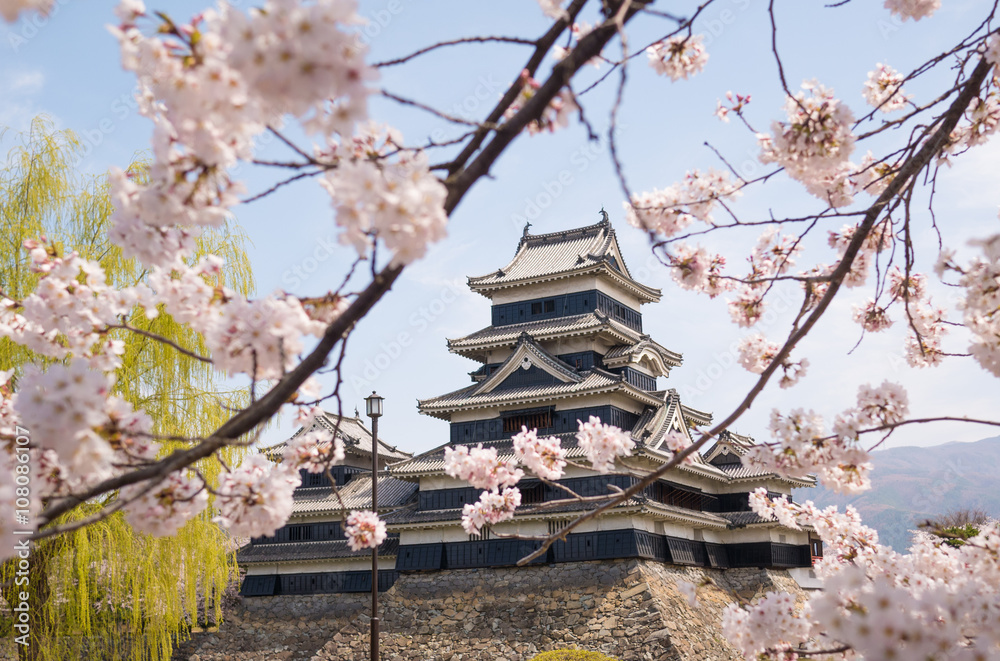 Naklejka premium Matsumoto castle with spring cherry blossoms