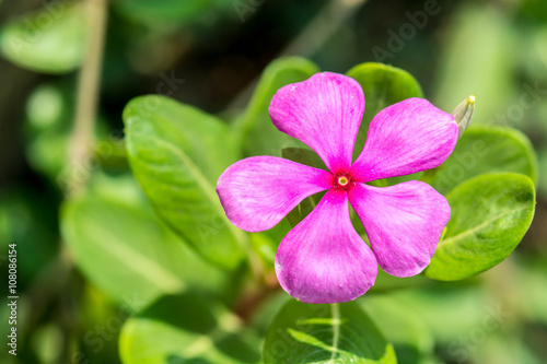 pink vinca flowers(madagascar periwinkle)