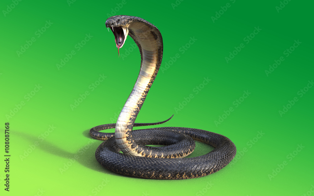 Naklejka premium 3D Wąż Kobra królewska samodzielnie na zielonym tle