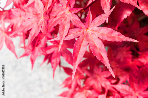 Japanese Maple red leaves