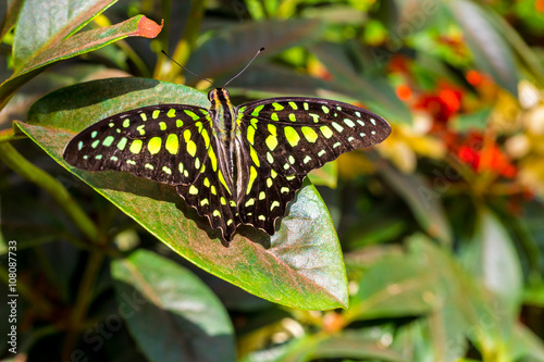 The Tailed Jay Butterfly, aka Graphium agamemnon, on a leaf