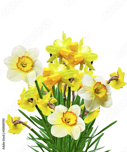 spring flowers narcissuses isolated on white background