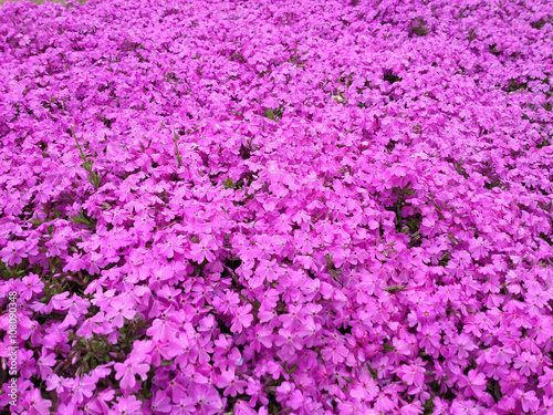 Pink moss phlox flowers and red of one side