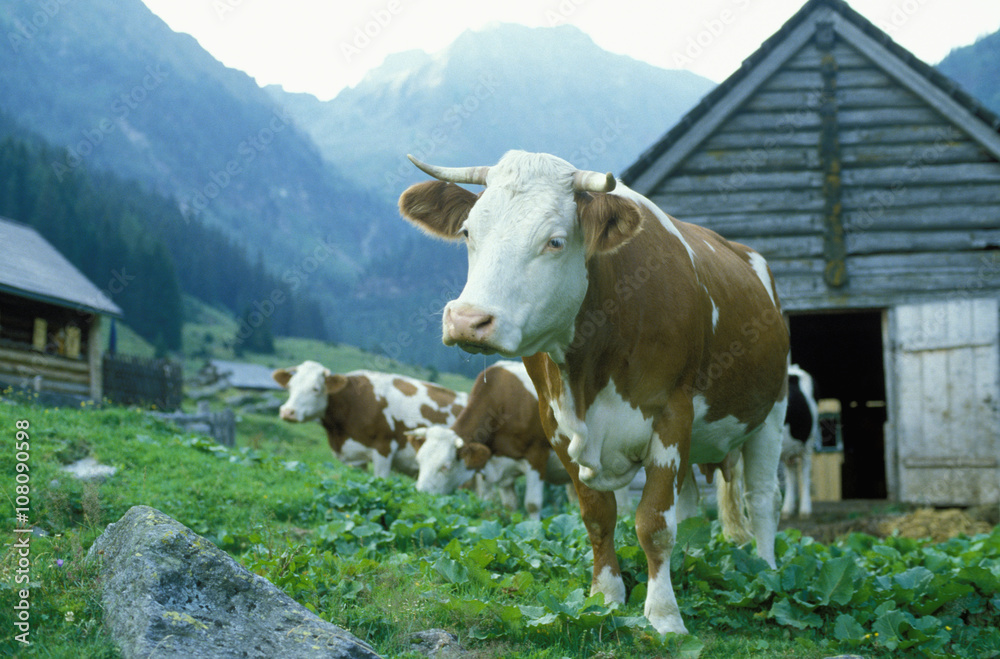 Cows grazing in farm field under remote mountains Cows grazing in farm field under remote mountains