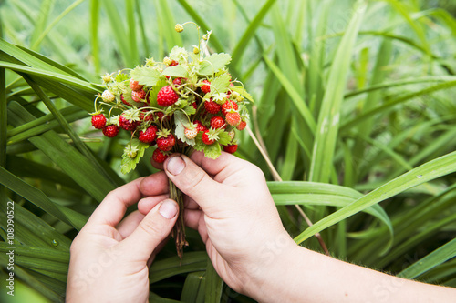 Close up of hands holding strawberry buds