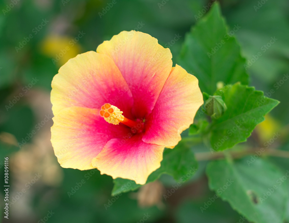 Hibiscus flower. Hibiscus flower.