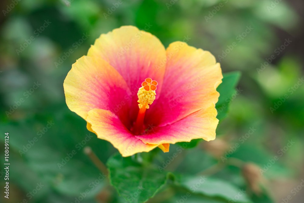 Hibiscus flower. Hibiscus flower.