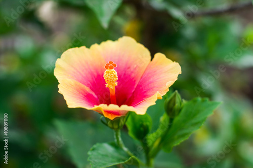Hibiscus  flower.