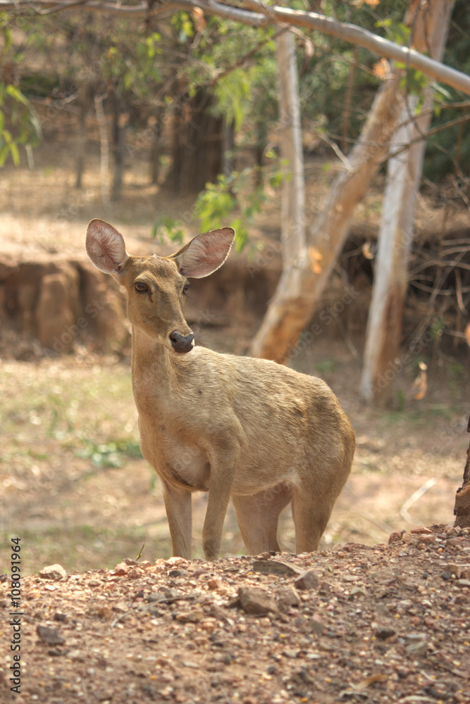 deers in nature environment