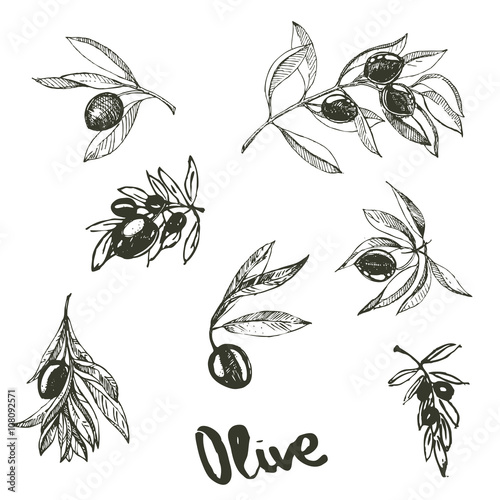 hand drawn ink set with olive branch. vector eps 10