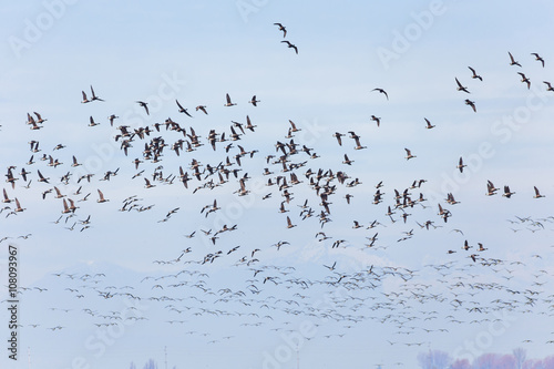 Swarm of Brant