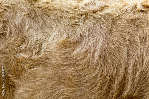 vintage style brown cow fur background