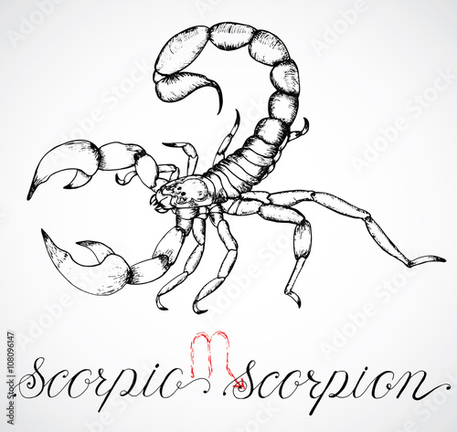 Hand drawn zodiac sign or Scorpio or Scorpion