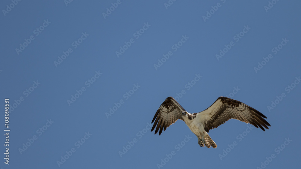 Fototapeta premium Osprey Flying, San Carlos Bay, Bunche Beach Preserve, Florida