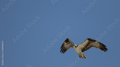 Osprey Flying, San Carlos Bay, Bunche Beach Preserve, Florida