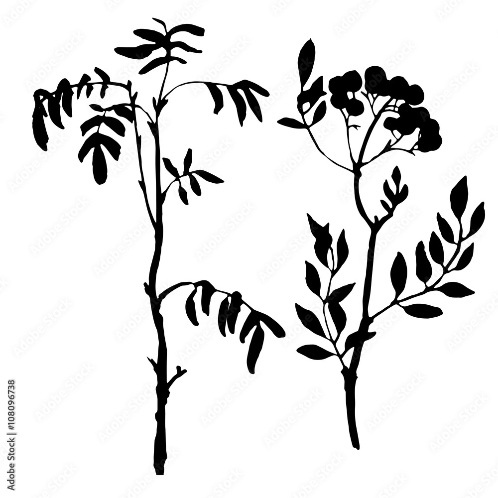 Fototapeta premium set of tree branches with leaves and berries