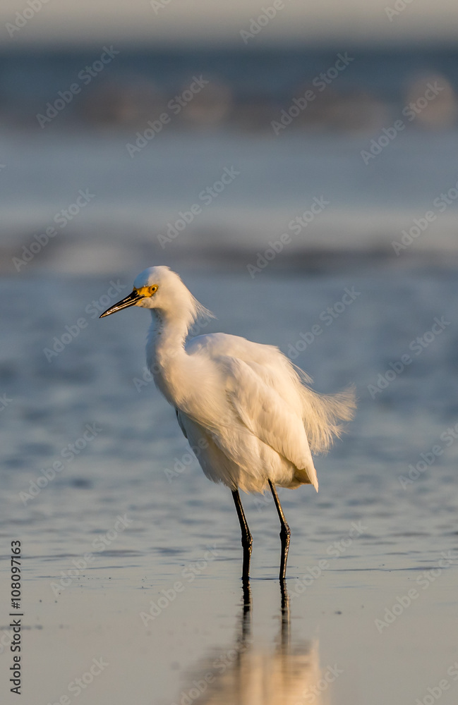 Snowy Egret, Breeding Plumage, San Carlos Bay, Bunche Beach Pres Snowy Egret, Breeding Plumage, San Carlos Bay, Bunche Beach Pres