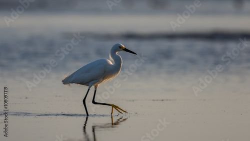 Snowy Egret, Breeding Plumage, San Carlos Bay, Bunche Beach Pres © Dimitris Timpilis