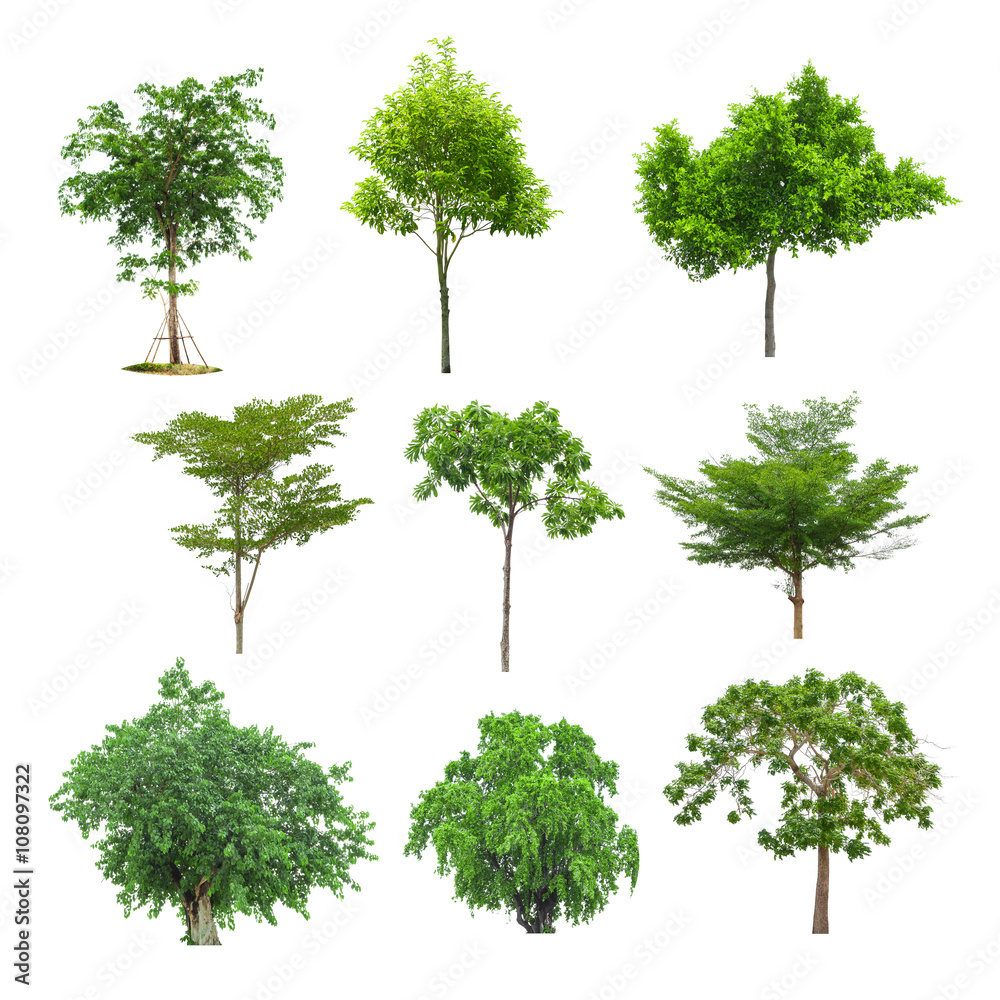 Tree image, Tree object, Tree JPG, Tree collection set isolated Tree image, Tree object, Tree JPG, Tree collection set isolated