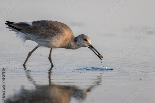 Red Knot Foraging, San Carlos Bay, Bunche Beach Preserve, Florid