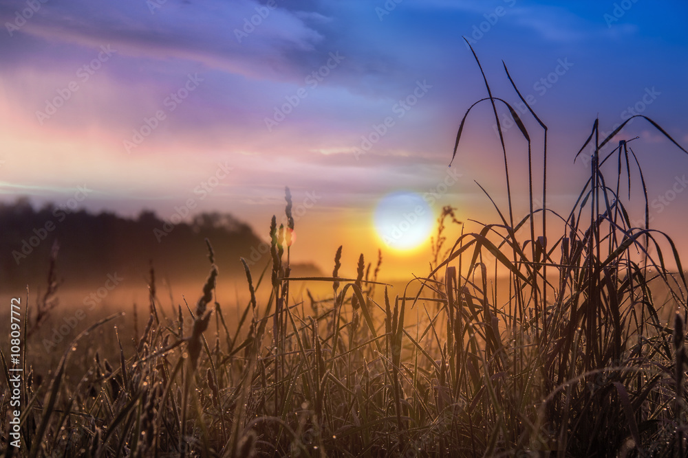 Summer landscape in a meadow Summer landscape in a meadow