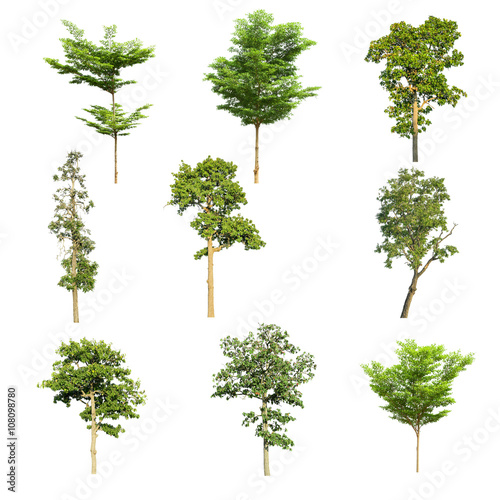 Tree collection set isolated