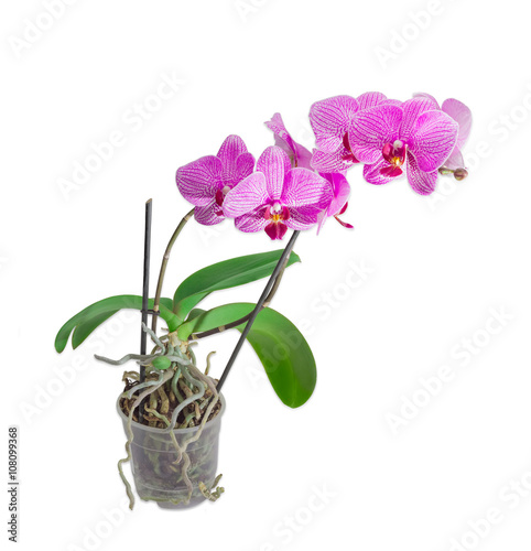 Blooming phalaenopsis orchid in a flower pot on a light backgrou