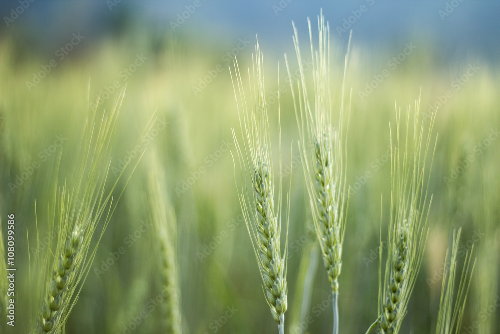 Barley rice in Chiangmai, Thailand Barley rice in Chiangmai, Thailand