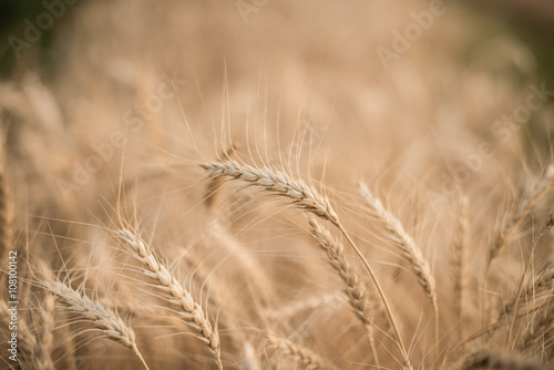 Barley rice in Chiangmai, Thailand