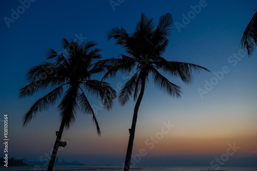 palm trees on the background of a beautiful sunset