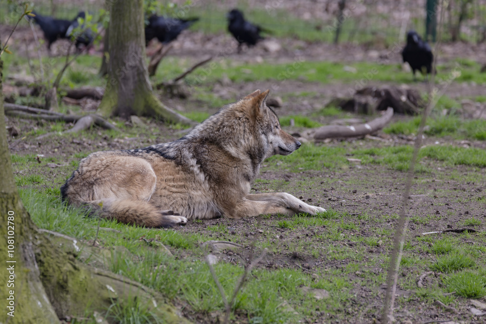 wolf wolf