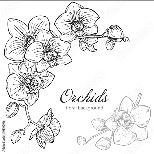 Beautiful monochrome vector floral background with orchid flower
