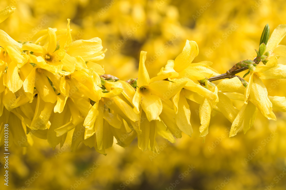 Obraz premium blühende Forsythia
