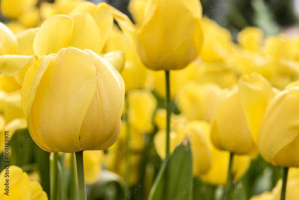 Yellow Tulip in garden, Beautiful bouquet of tulips, colorful tulips, Yellow tulips in spring with soft focus Yellow Tulip in garden, Beautiful bouquet of tulips, colorful tulips, Yellow tulips in spring with soft focus
