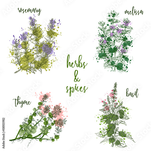 Cooking herbs and spices in watercolor style . Rosemary, melissa, basil, thyme. Retro hand drawn vector illustration. Retro banner, card, scrap booking, postcard, poster
