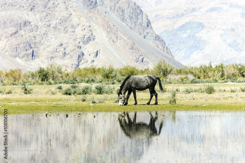 Horse near pond at India © Nguyen Vu Quan