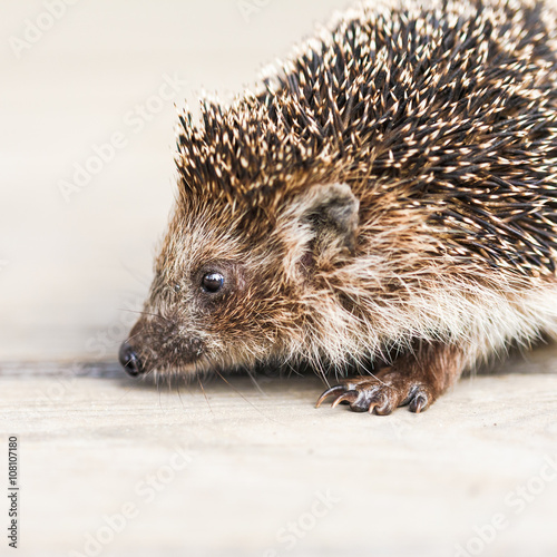 Funny Lovely Hedgehog Standing On Wooden Floor